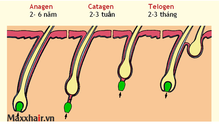 Rụng tóc Telogen là gì? 1