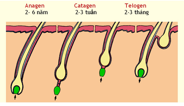 Quá trình phát triển của nang tóc